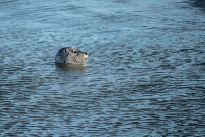 High angle view of harbor seal