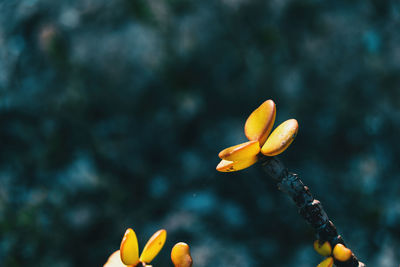 Close-up of yellow flowering plant