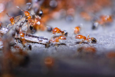 Close-up of ants on snow