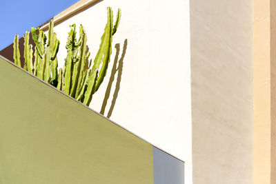 Close-up of vegetables