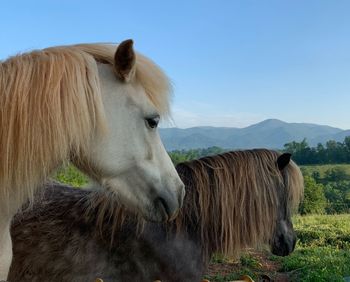 Horse in a field