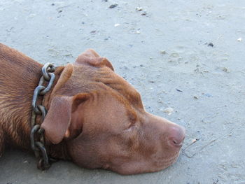 Close-up of dog relaxing outdoors