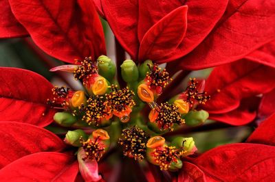 Close-up of red flowers