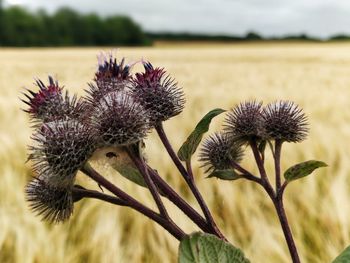 Close-up of wilted thistle flowers