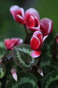 Close-up of pink cyclamen flowering plant