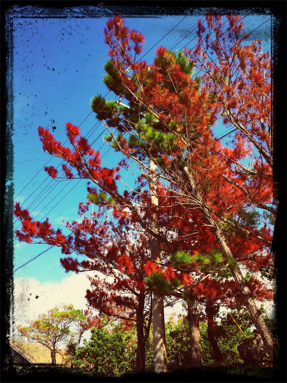 transfer print, tree, auto post production filter, low angle view, growth, branch, autumn, nature, beauty in nature, sky, leaf, tranquility, change, day, red, no people, outdoors, season, scenics, sunlight