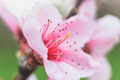 Close-up of pink flowers