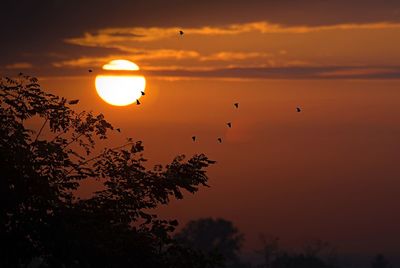 Silhouette bird flying against orange sky