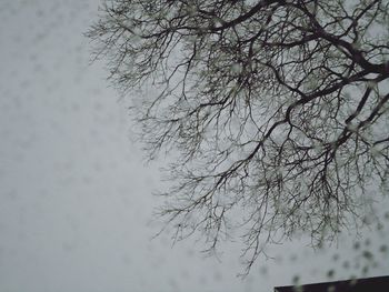 Bare trees against sky