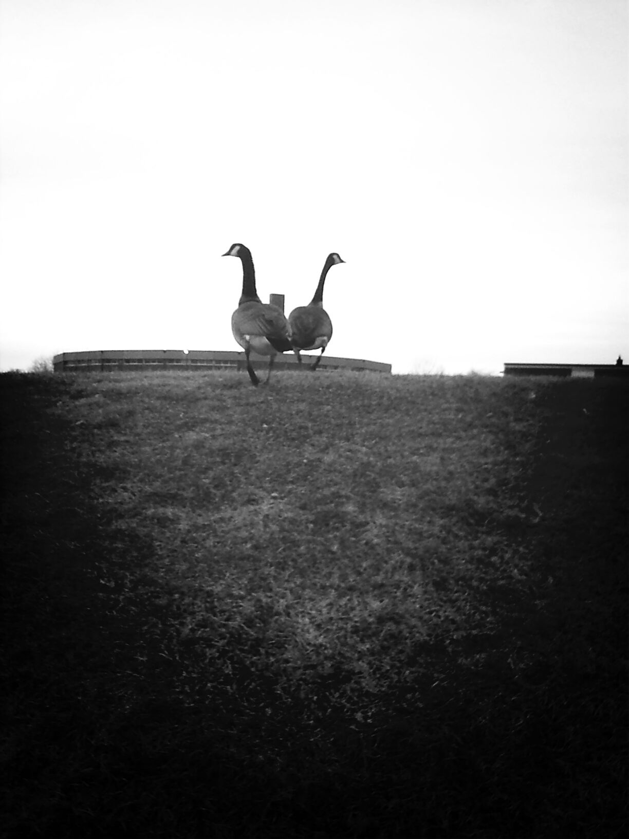 Geese in Flight