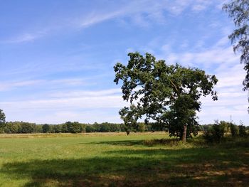 Tree on field against sky