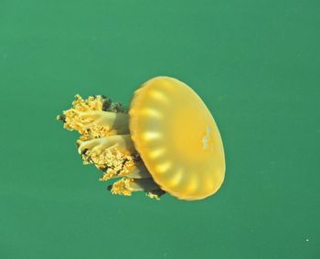 Close-up of yellow jellyfish in water