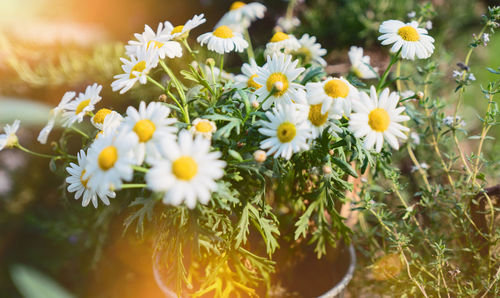 Close-up of white daisy flowers