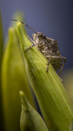 Close-up of insect on leaf