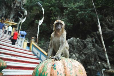 Monkey on steps