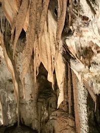 Full frame shot of tree trunk