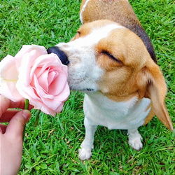 Close-up of dog holding grass