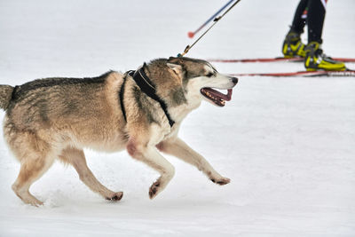 Skijoring dog racing. winter dog sports competition. siberian husky dog pulls skier. active skiing