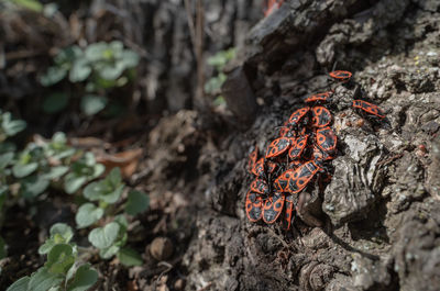 Close-up of crab on rock