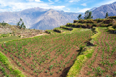 Scenic view of farm and mountains 