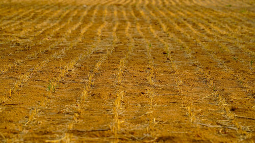 Full frame shot of farm