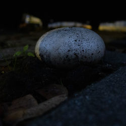 Close-up of mushroom growing on field