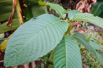 Close-up of fresh green leaves