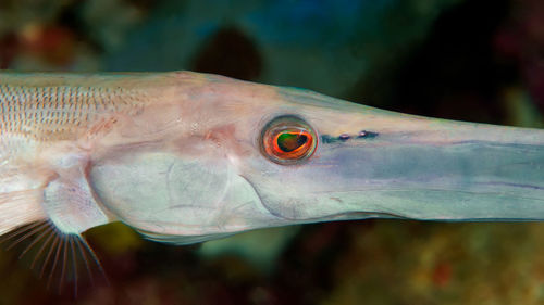 Close-up of fish swimming in sea