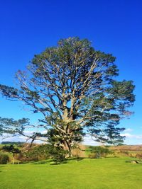 Tree against blue sky