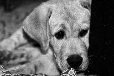 Close-up portrait of dog relaxing outdoors