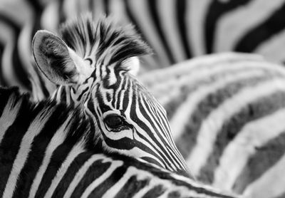 Close-up of zebra