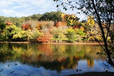 Reflection of trees in lake