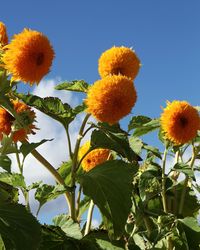 Low angle view of sunflowers blooming against clear sky