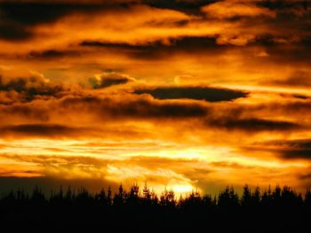 Silhouette of trees at sunset