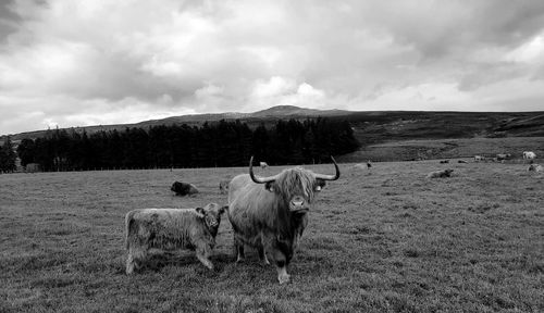 Scottish cow and her baby.  always together.