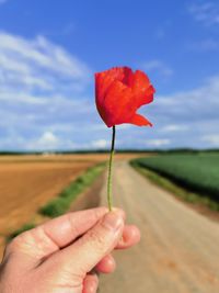 Close-up of hand holding red flower