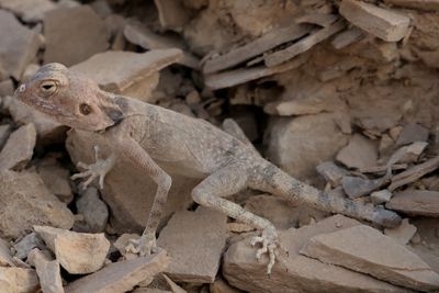 Close-up of lizard on rock