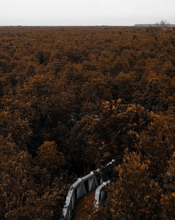 Scenic view of trees against sky during autumn