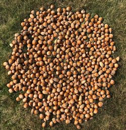 High angle view of bread on field