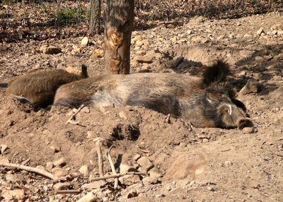 Close-up of boar / pig on field