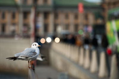 Close-up of seagull perching outdoors