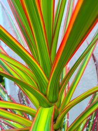 Full frame shot of green leaves