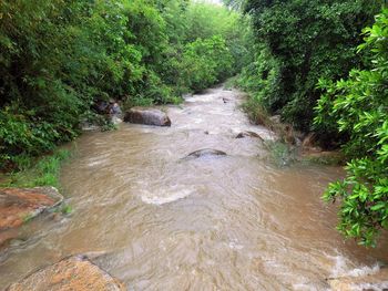 High angle view of trees along water