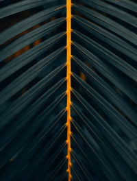 Full frame shot of palm leaf