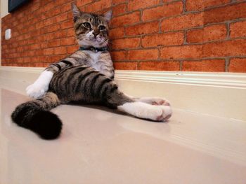 Cat resting on bed