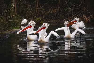 Group of pelicans swimming in lake