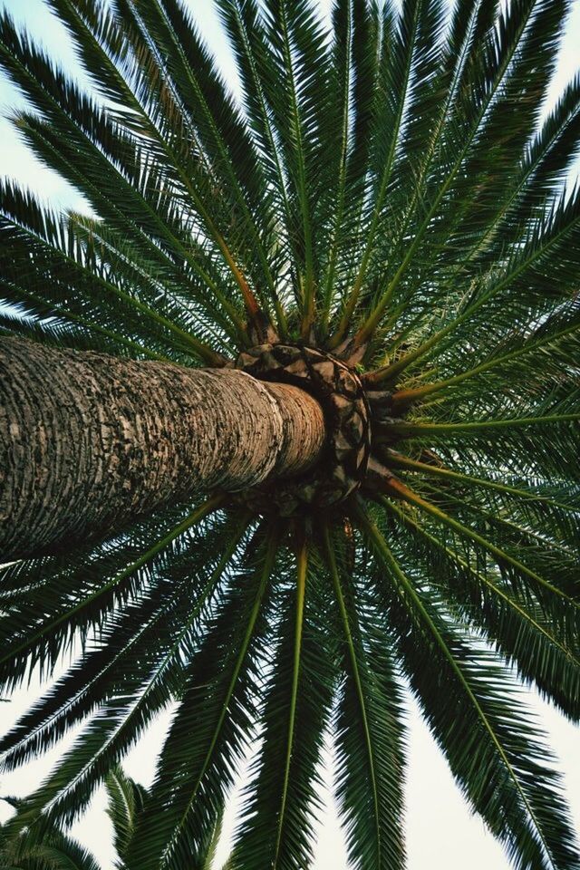 palm tree, tree, low angle view, palm leaf, growth, nature, leaf, tropical tree, coconut palm tree, tropical climate, palm frond, tree trunk, sky, tranquility, beauty in nature, tall - high, green color, day, outdoors, branch