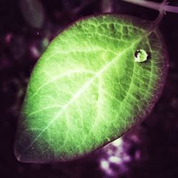 Close-up of green leaves