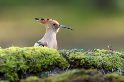 Close-up of a bird on land