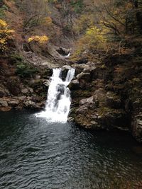 Scenic view of waterfall in forest